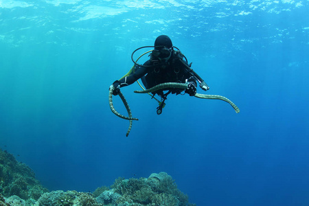 潜水员与海蛇水声潜水图片海洋图片