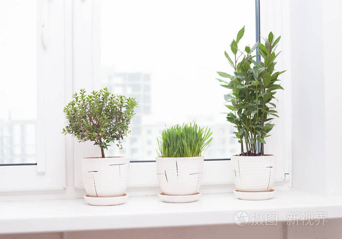 窗台上的植物种植