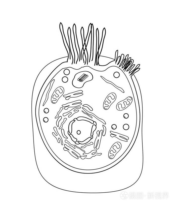 结构的图形的图像中的人体细胞,细胞成分在彩色背景上插画-正版商用