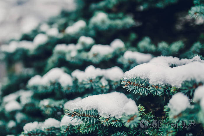 美丽的山波光粼粼雪杉木树上