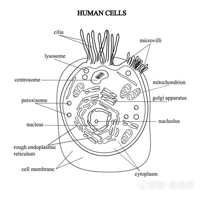 生物细胞简笔画图片