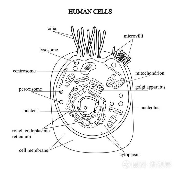 细胞结构图高中手绘图片