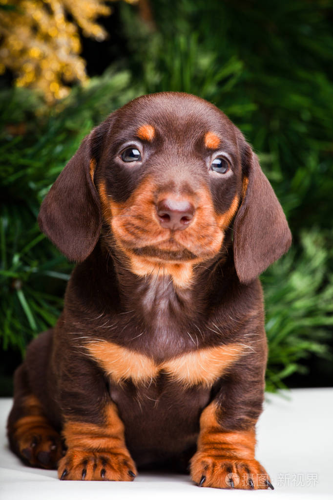 腊肠犬幼犬在新年的气氛