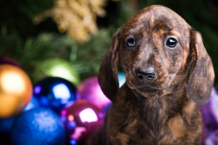 腊肠犬幼犬在新年的气氛图片