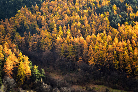 落叶松树和松树在秋天的季节图片