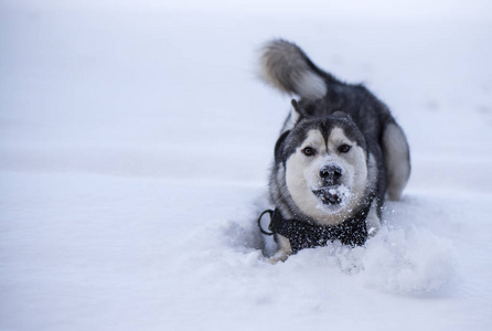 狗吃雪图片