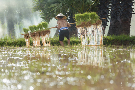 在多雨的季节种植稻米的农民图片