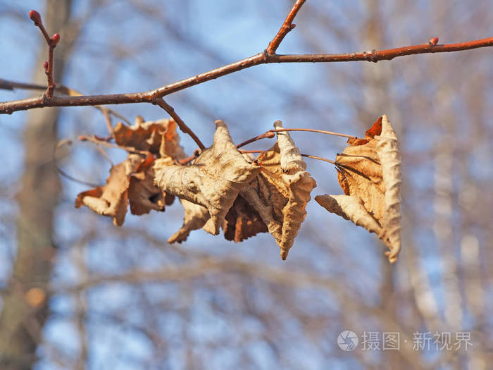 树上的老叶子
