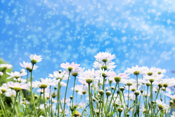 白色雏菊花在阳光下的光与蓝天和雪花作用为背景