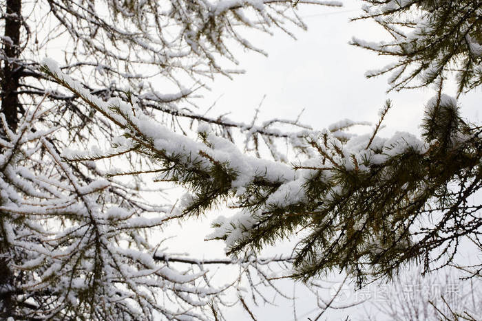 来自俄罗斯的雪中的冬树