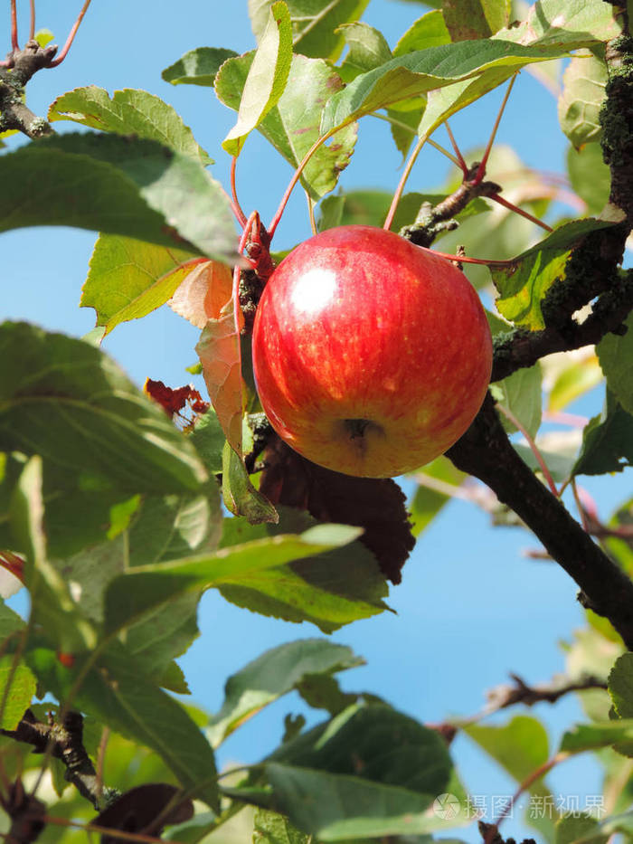 与成熟的红色的苹果的苹果树