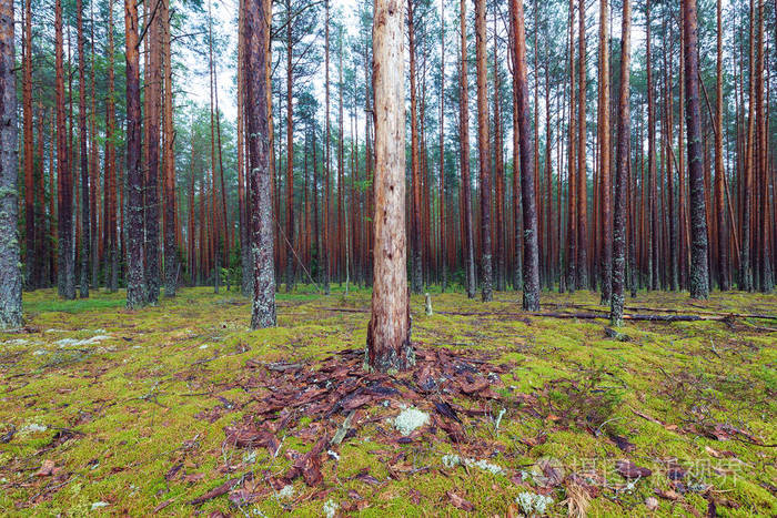 苔藓针叶森林