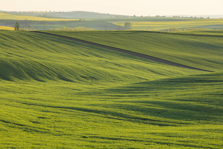 绿色领域在乌克兰温暖的晚上,光在绿色的田野照片