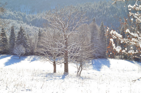 冬季风景与雪覆盖的树木图片