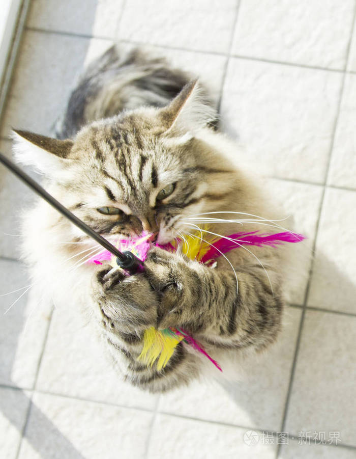 猫咪在玩一根羽毛，棕色斑纹西伯利亚