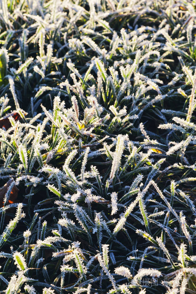 在绿色草地上霜