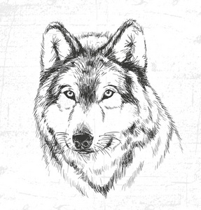 请参见关闭狼,野生动物.请参见其他集的动物照片