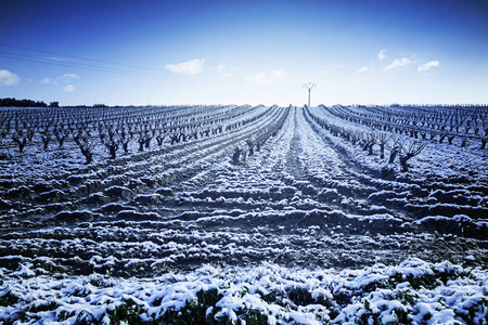 葡萄园降雪公园图片