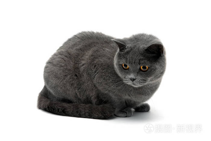 在白色背景上的美丽的灰猫特写