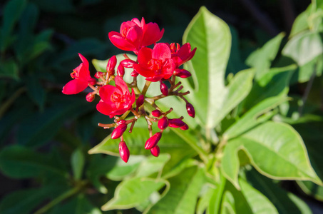 麻疯树图片 麻疯树素材 麻疯树插画 摄图新视界