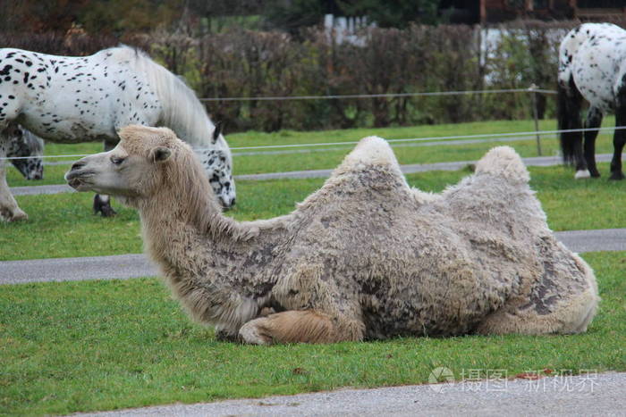 骆驼是属双峰内的甚至趾蹄