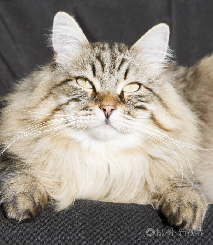 在花园黑色艾菲尔西伯利亚繁殖的棕色大花猫