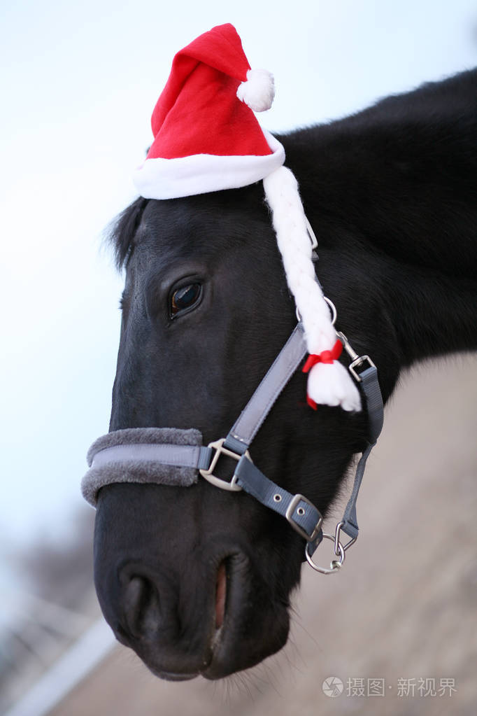 戴着帽子的马