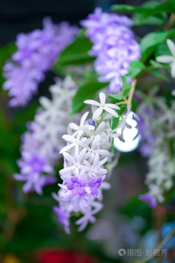 petrea花树上的紫罗兰花