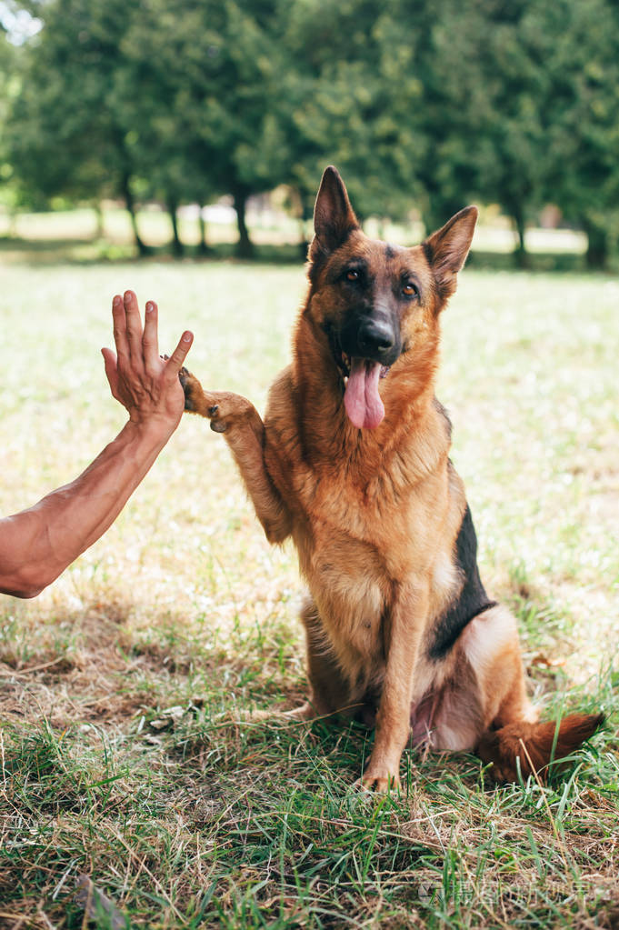 健壮的男人和狗