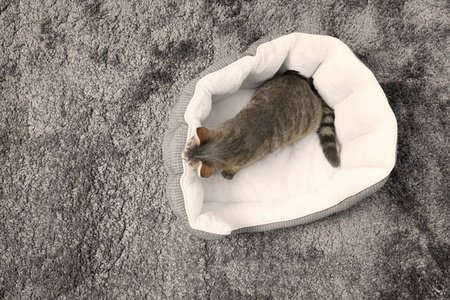 猫在软宠物床上铺上地毯图片