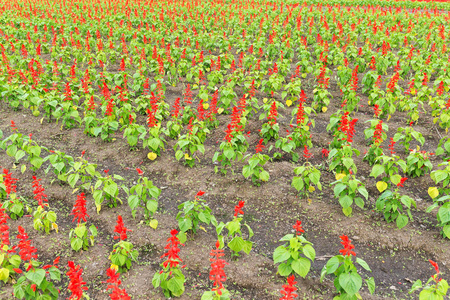 谷物植物系列黄花万寿菊和五彩彩和红丹参盛开在花坛特写上中药材种植