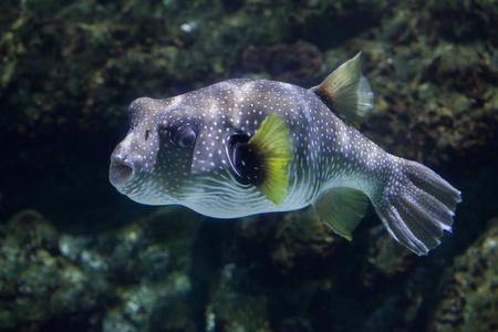 條紋蝴蝶魚遊過珊瑚礁在熱帶海, 黑白矢量插圖的卡通風格的著色書白色