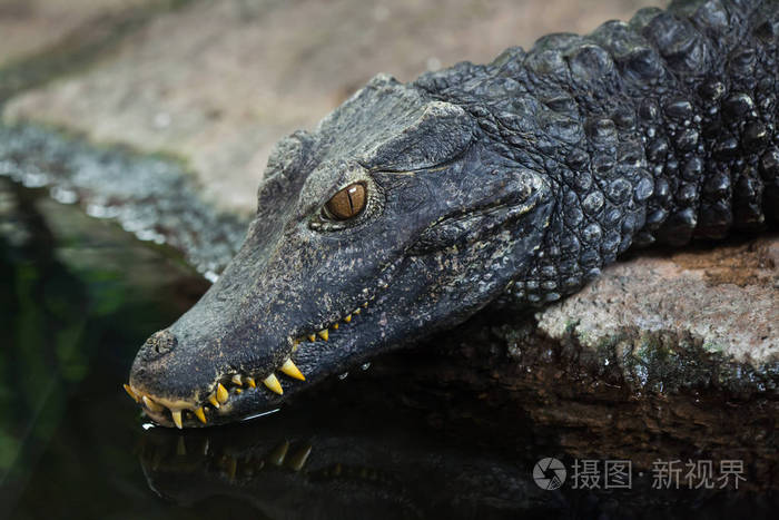 居维叶的侏儒凯门鳄