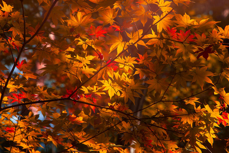 在秋季五彩枫叶背景图片