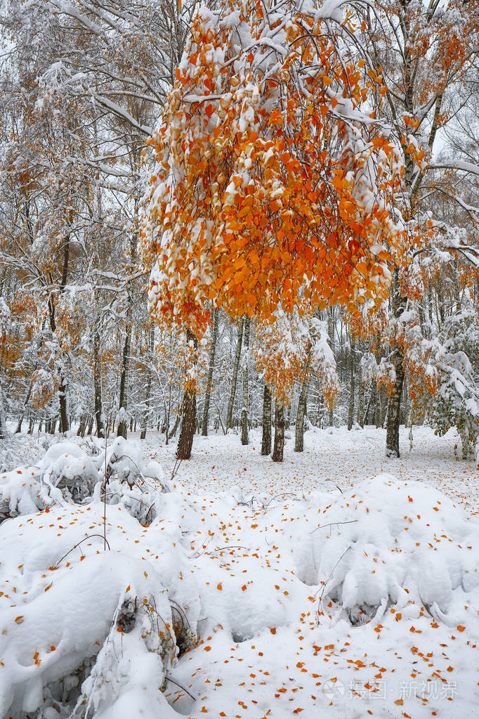 雪覆盖在树林里的树木在森林里的第一场雪
