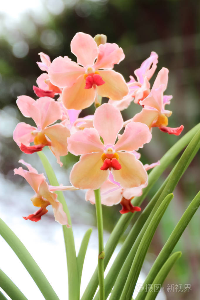 关闭了粉色兰花在花园里