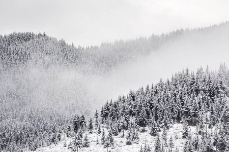 白雪皑皑的高山云杉森林图片