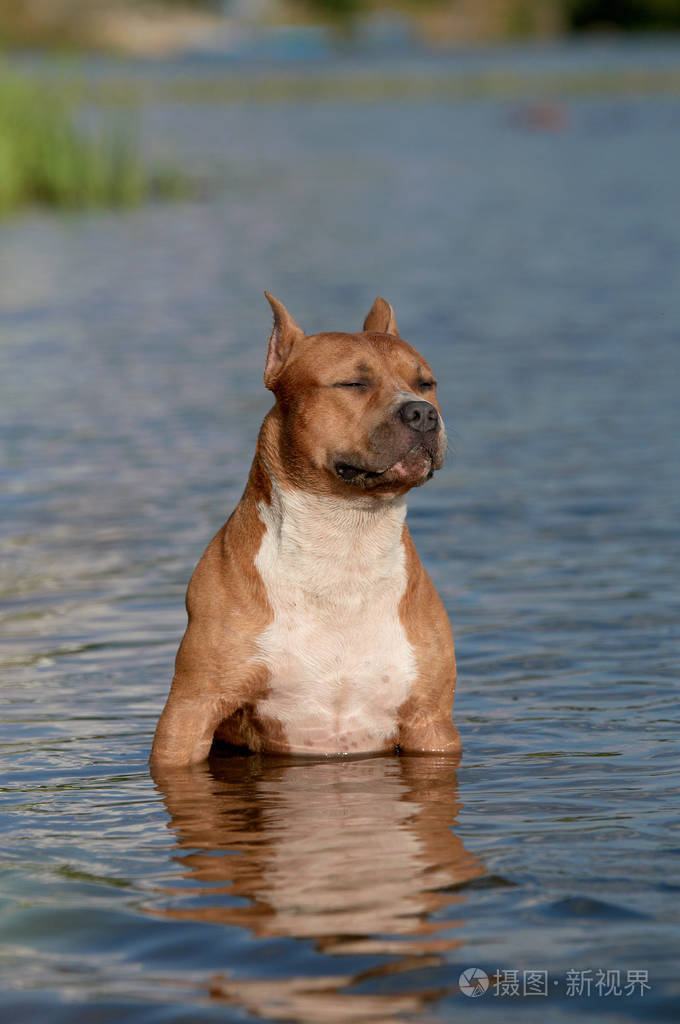 狗坐在水中冷却下来