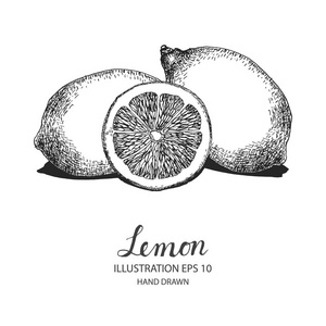 柠檬手绘插图以墨和钢笔素描照片