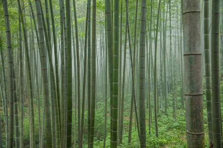 四川楚南海地区深竹竹林图片