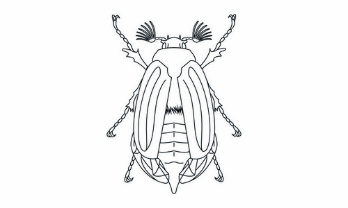 比利女巫象形图-金龟子,金龟子,maybug,五月甲虫, bug,昆虫-对象,图标