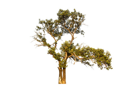 划伤那棵老橡树图片-划伤那棵老橡树素材-划伤那棵老橡树插画-摄图新