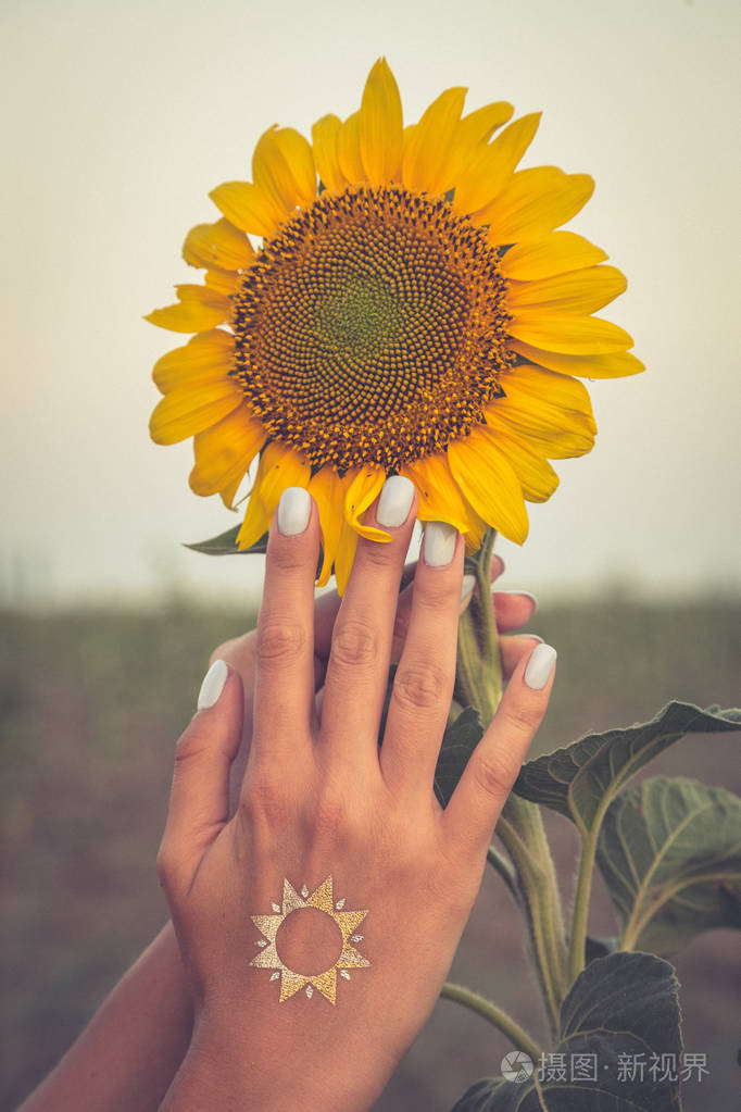 美丽的向日葵和女人手在日落时调色的照片