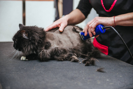 专业理发师剪一只猫那只猫脸上的选择性焦点照片