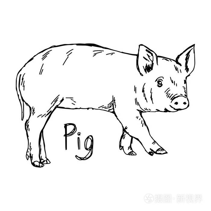 猪-矢量图草图手绘与孤立在白色背景上的黑色线条