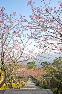 台湾樱花山路