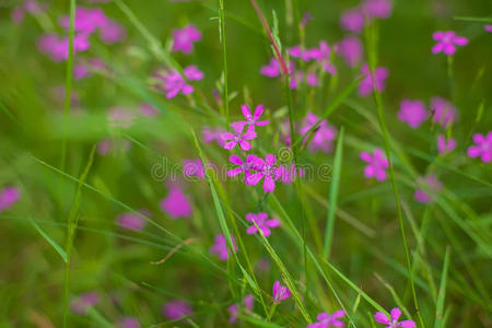 森林里的花