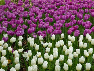 早春盛开的一片白色和紫色郁金香