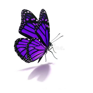 紫蛱蝶