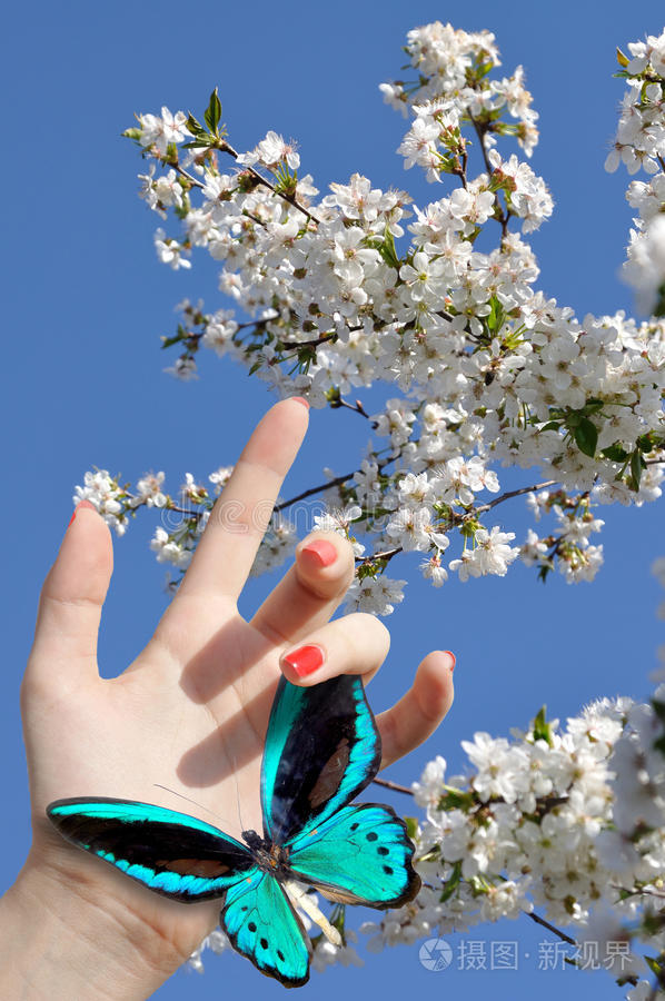 蓝色蝴蝶在手